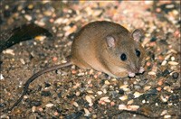 Rat Removal Dandenong, Rat & Rodent Control Dandenong