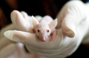 Mice Control Melbourne, Mice Removal Melbourne, Mice Inspection