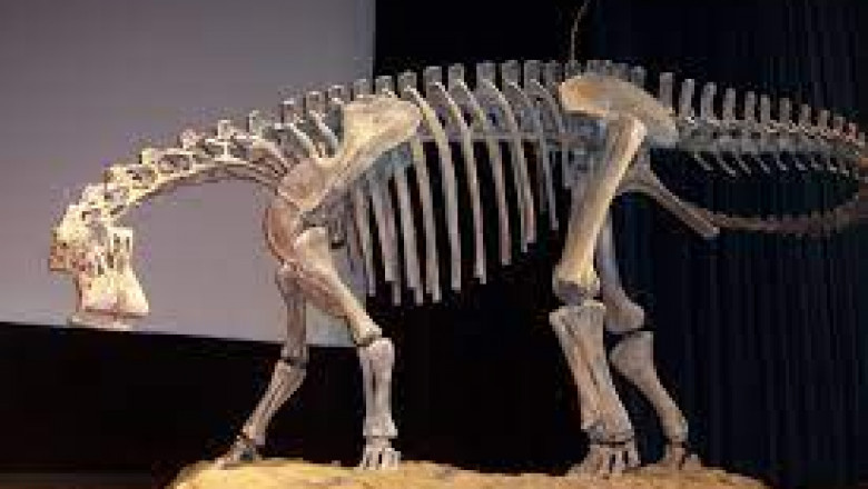 Meet the Nigersaurus: The Fascinating Dinosaur with 500 Teeth | Share Folks