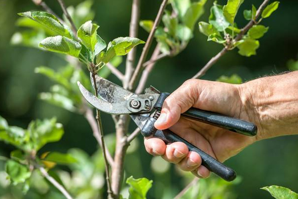 Tree Pruning Services in Aberdeen | Tree Trimming in Aberdeen