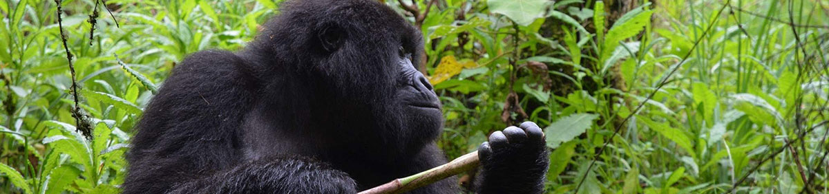 Adventure & Activities: Gorilla Trekking in Rwanda - Gondwana Ecotours