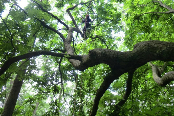 Crown Thinning in Aberdeen | Tree Thinning Services | SG Tree Services