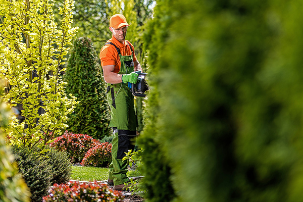 Hedge Trimming Service | Hedge Maintenance Services In Aberdeen