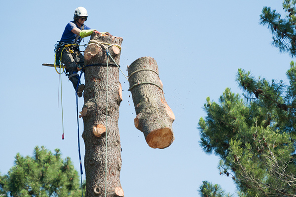 Tree Dismantling Aberdeen | Tree Cutting & Removal | Aberdeen Tree Surgeons