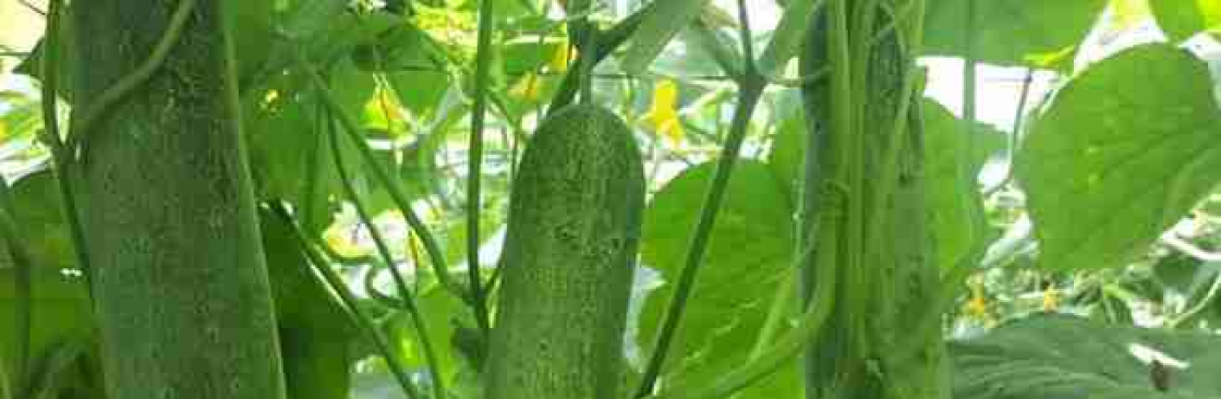 IRIS Hybrid Seeds