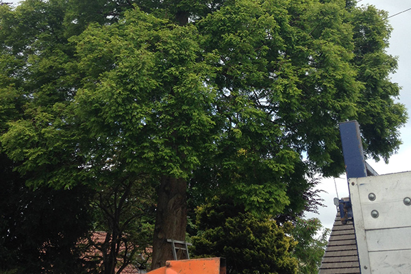 Crown Lifting Services | Tree Pruning In Aberdeen | SG Tree Services