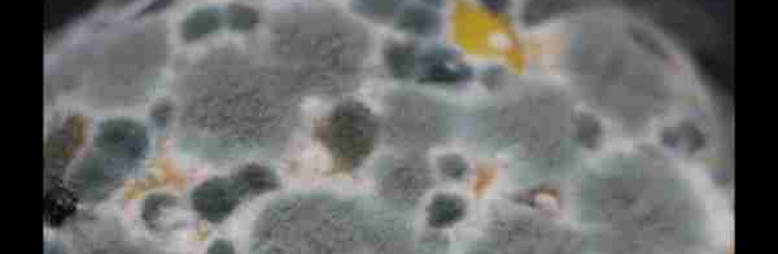 Mould Doctors