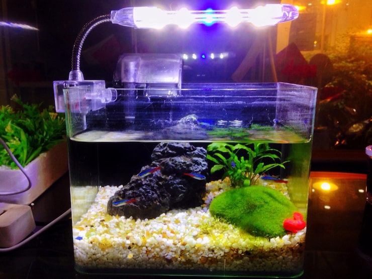 Fish Tank Light: Creating a Healthier and More Beautiful Aquarium