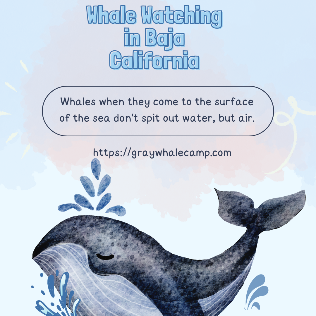 graywhale